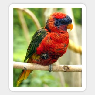 Rainbow Colored Lorikeet Bird posting in a Tree Sticker